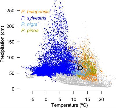 Mixed Pine Forests in a Hotter and Drier World: The Great Resilience to Drought of Aleppo Pine Benefits It Over Other Coexisting Pine Species